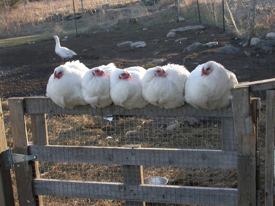 chickens